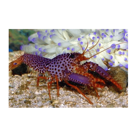 Enoplometopus debelius - Debelius Riffhummer Grösse M