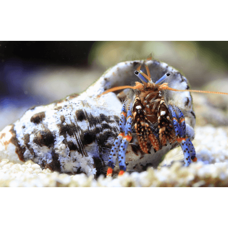 Clibanarius tricolor - Blaubein-Einsiedlerkrebs