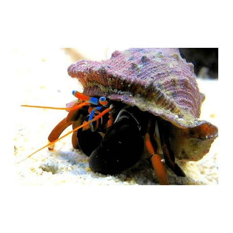 Calcinus laevimanus - Grossscheren-Einsiedlerkrebs
