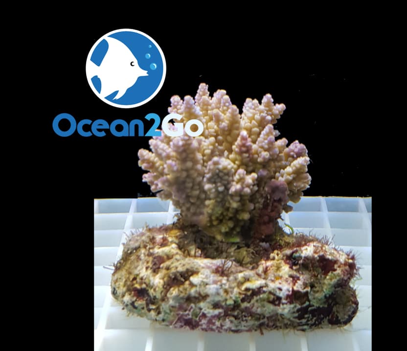 Acropora Hoeksemai