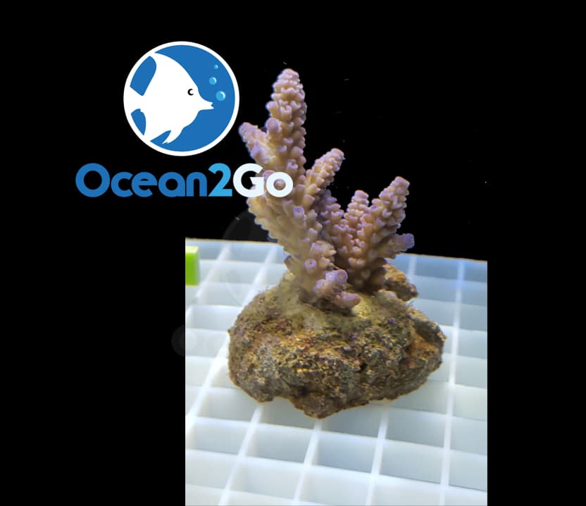 Acropora Grandis