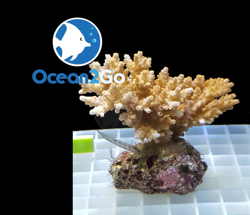 Acropora Selago