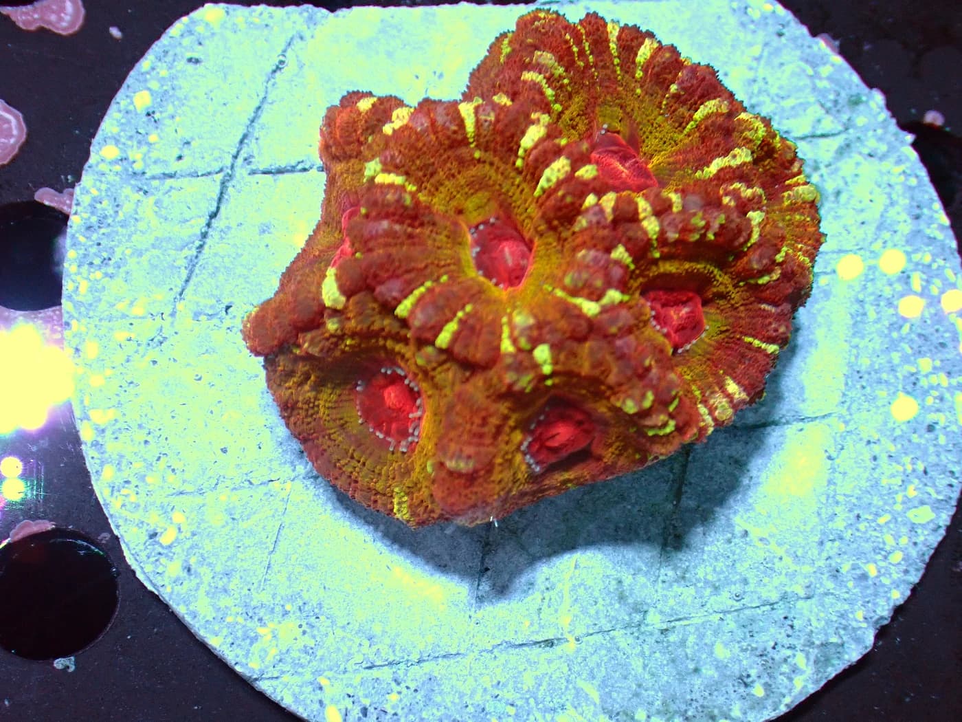 Acantastrea Rainbow Vietnam