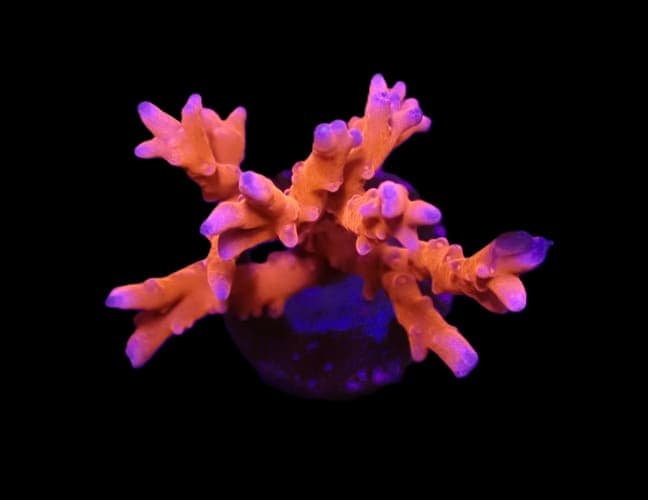 Anacropora spp. (TNT)