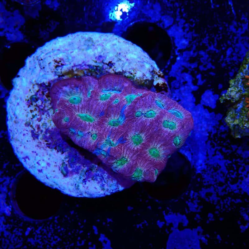 Favites pentagona JF Day-Glo