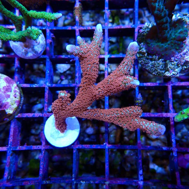 Montipora digitata Forest Fire
