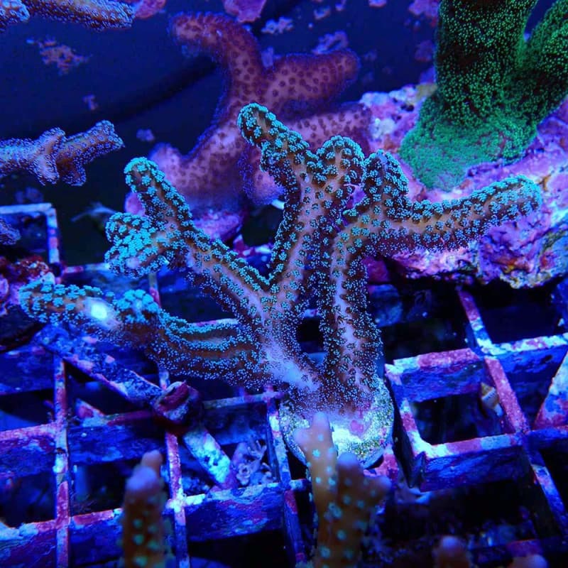Seriatopora caliendrum